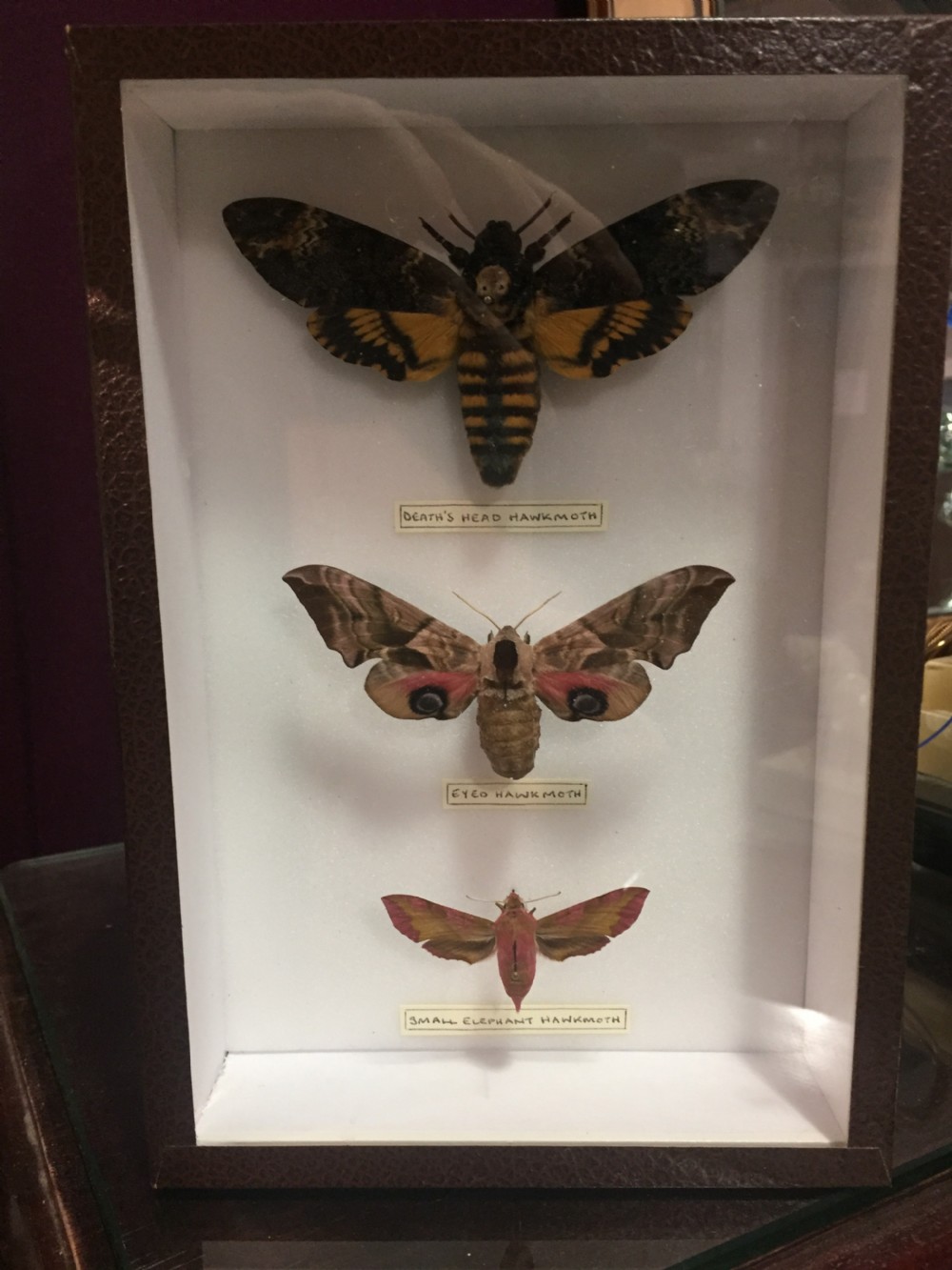 vintage display of moths including rare death's head hawkmoth