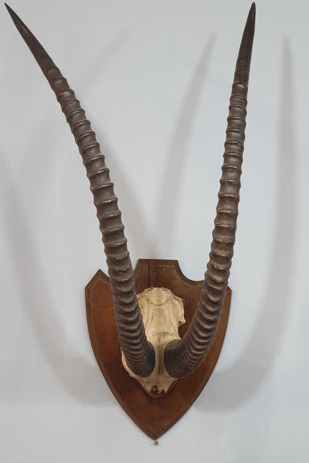 a large pair of african sable horns mounted on wooden shield