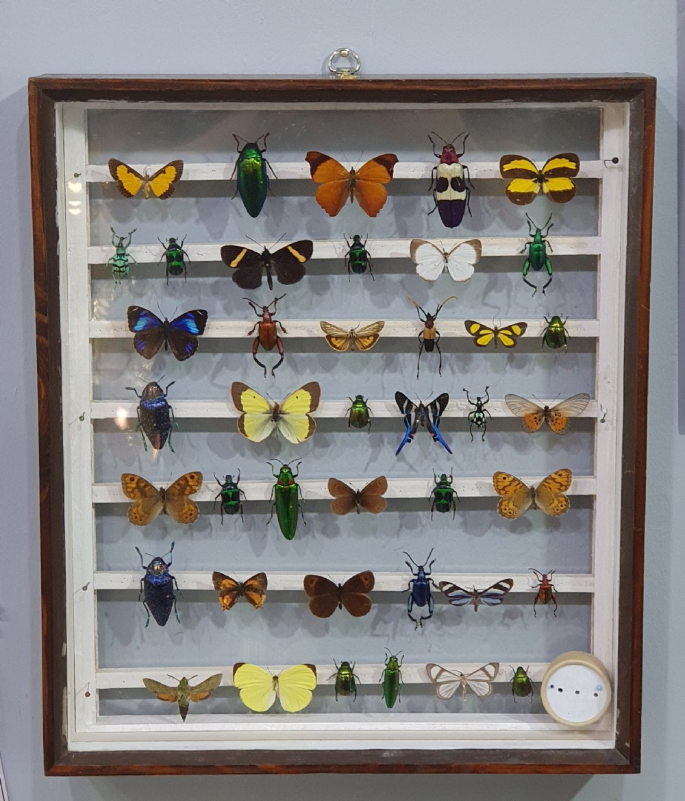 extremely rare antique double sided display of exotic insects